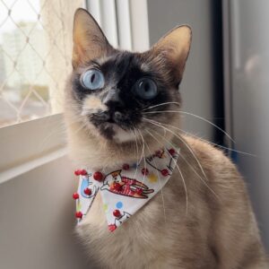 MOLDE colarinho pet PP ao GG